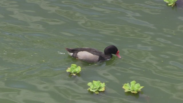 Rosy-billed Pochard - ML461089671