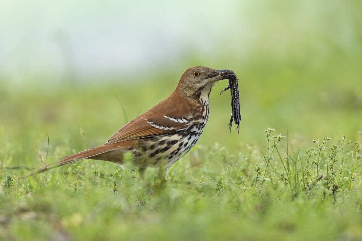 Brown Thrasher - ML461090011