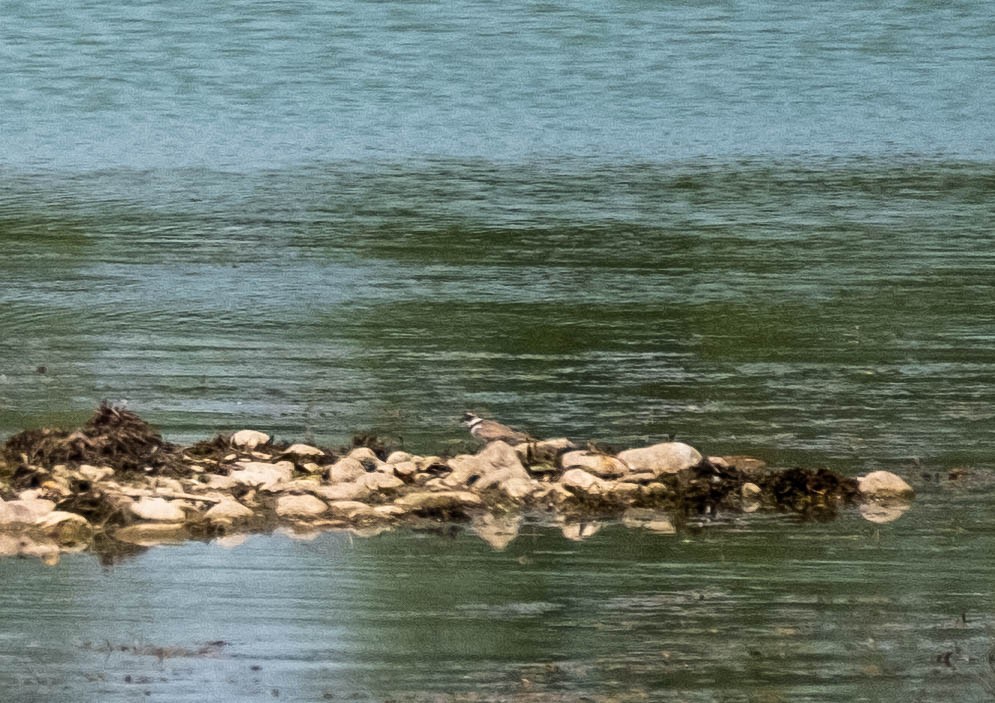 Little Ringed Plover - ML461090761