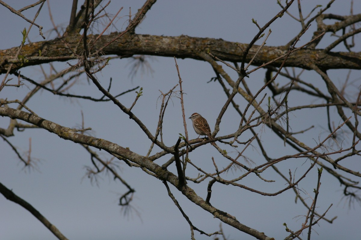 Chipping Sparrow - Peter Hosner