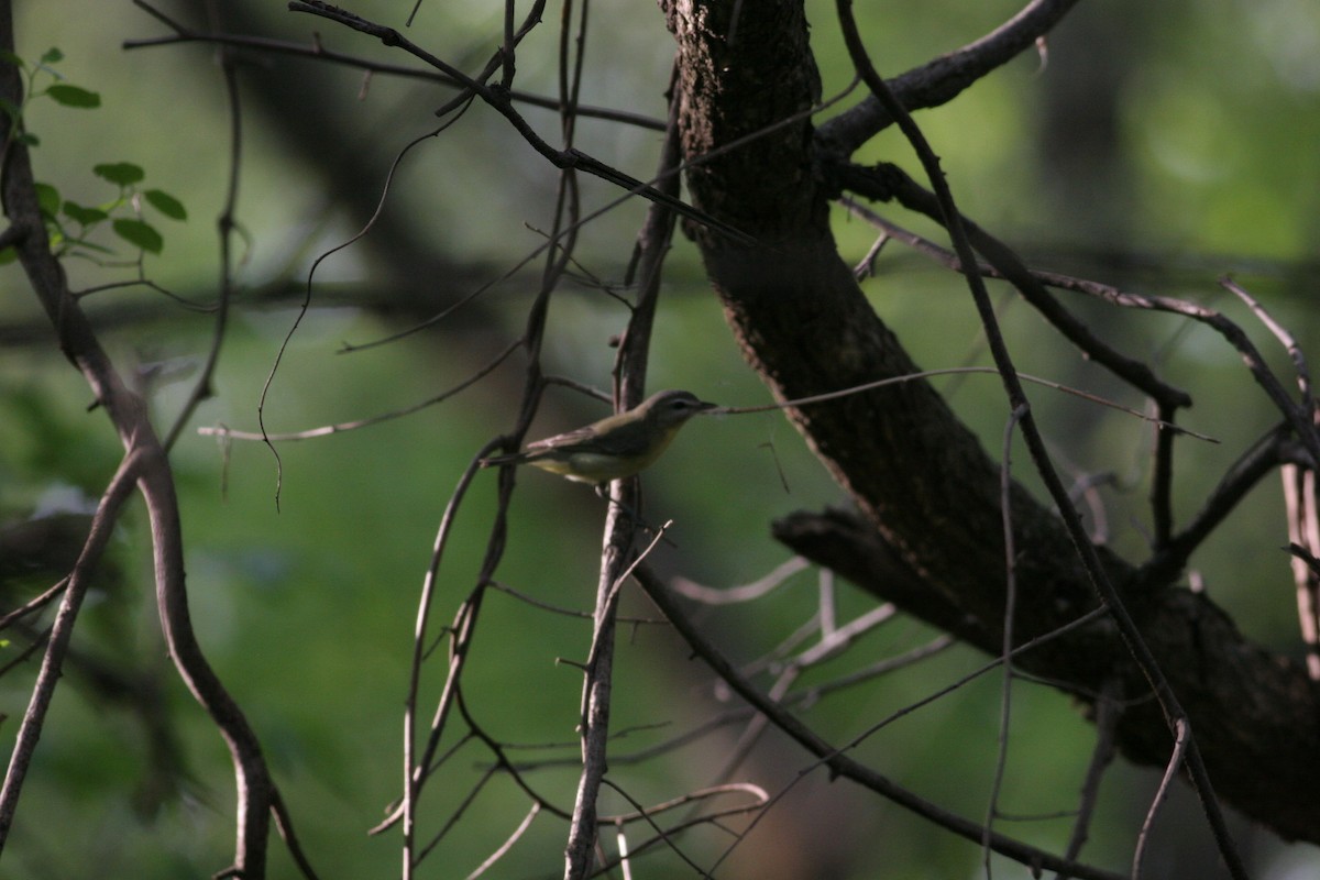 Warbling Vireo (Eastern) - Peter Hosner