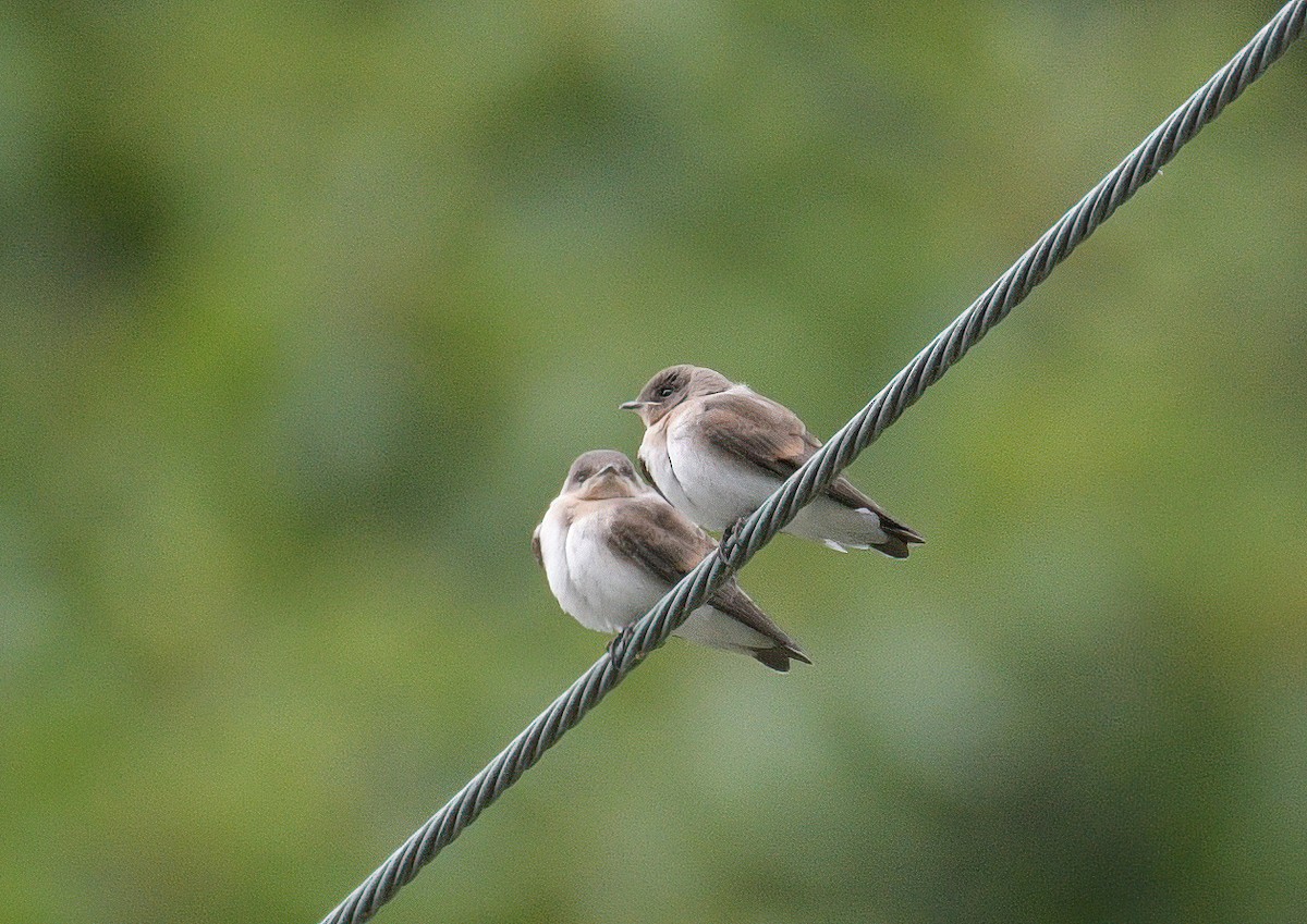 Northern Rough-winged Swallow - David Swain