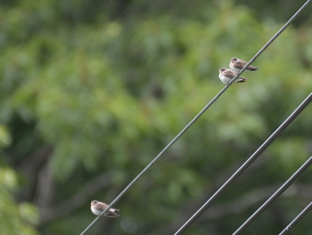 Northern Rough-winged Swallow - David Swain