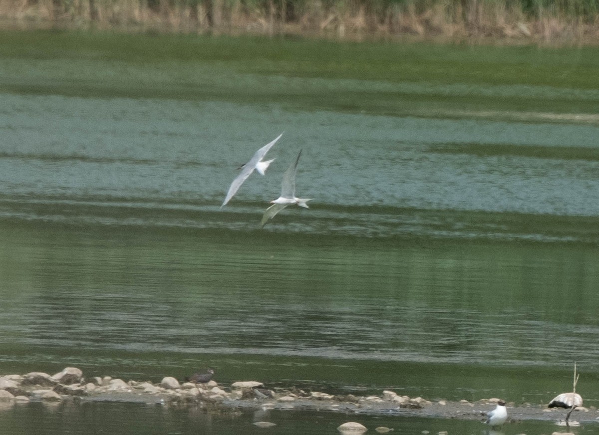 Common Tern - ML461093611