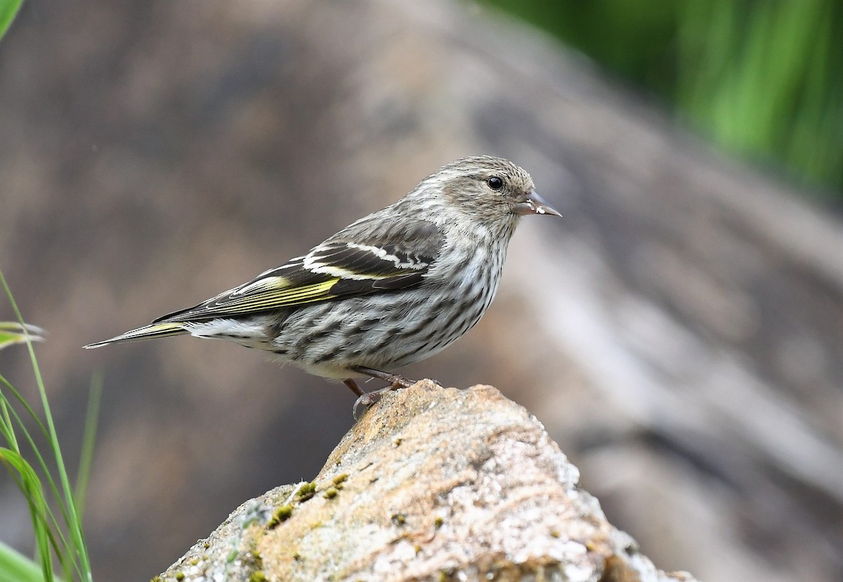Pine Siskin - David True