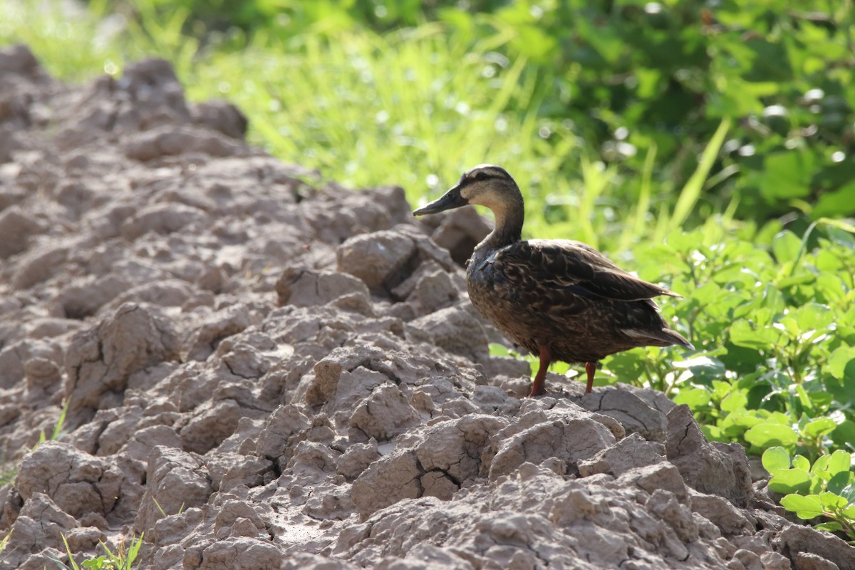 Mottled Duck - Michelle Cano 🦜