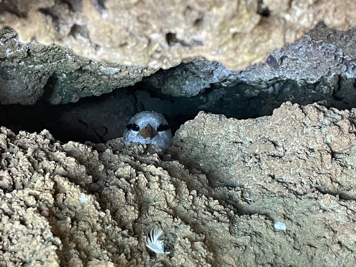 白尾熱帶鳥 - ML461096691