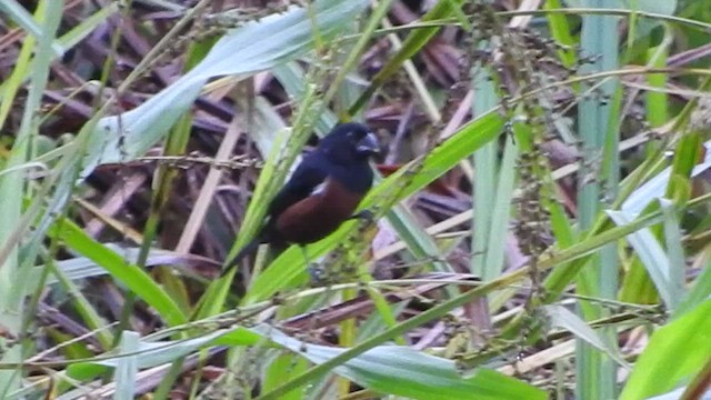 Chestnut-bellied Seed-Finch - ML461097191