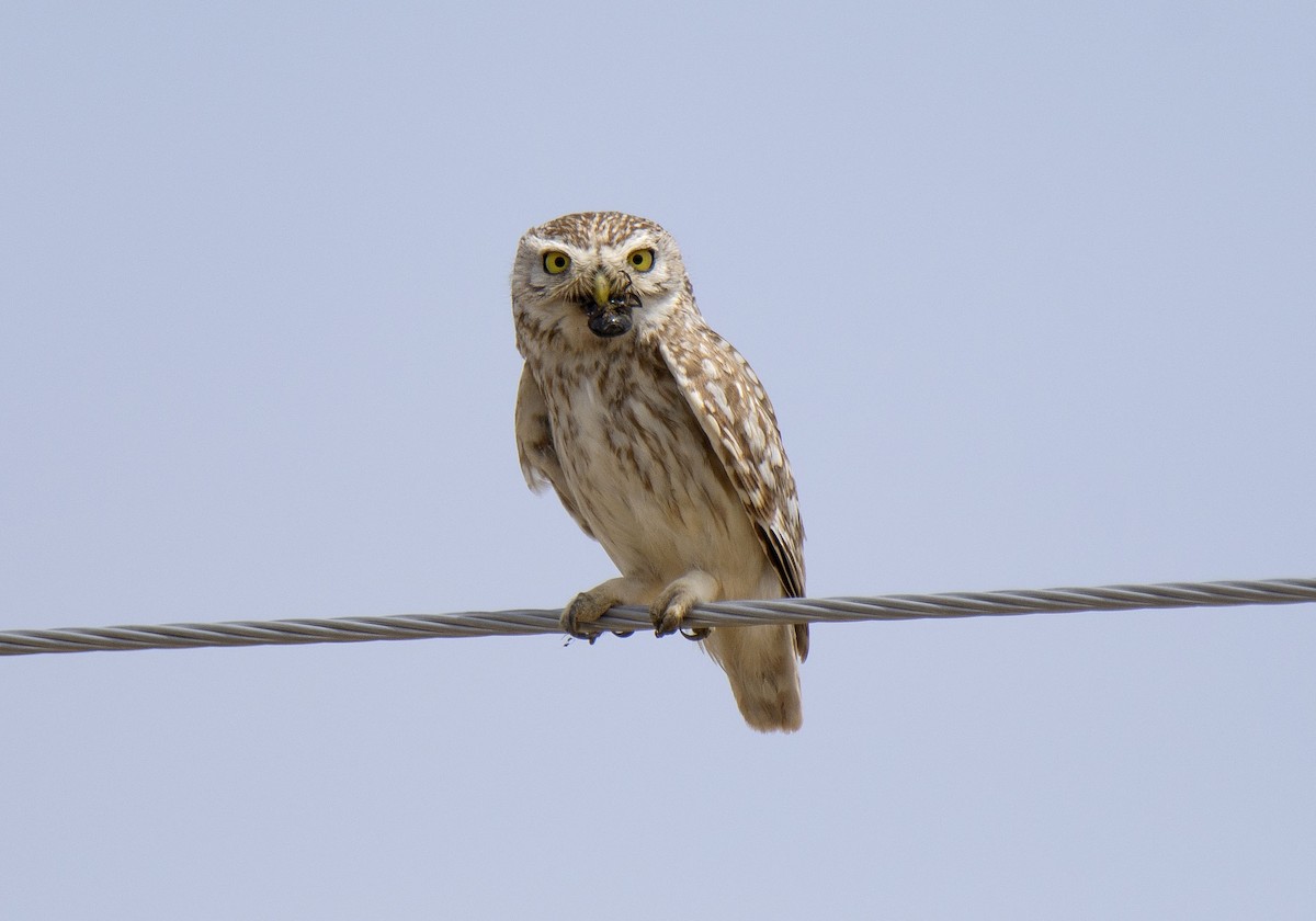 Little Owl (Hutton's) - ML461098631