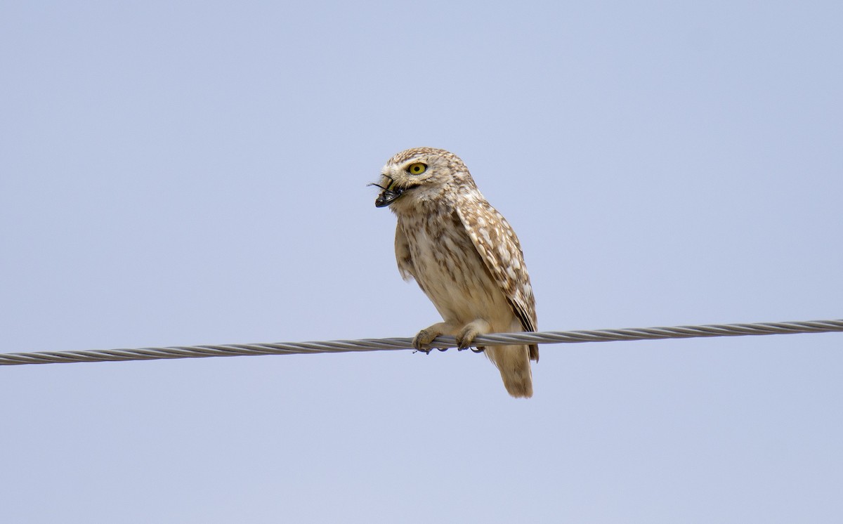 Little Owl (Hutton's) - ML461098641