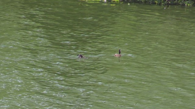 White-tufted Grebe - ML461098671