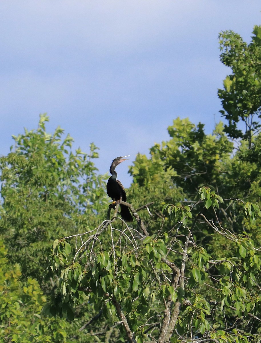 anhinga americká - ML461100091