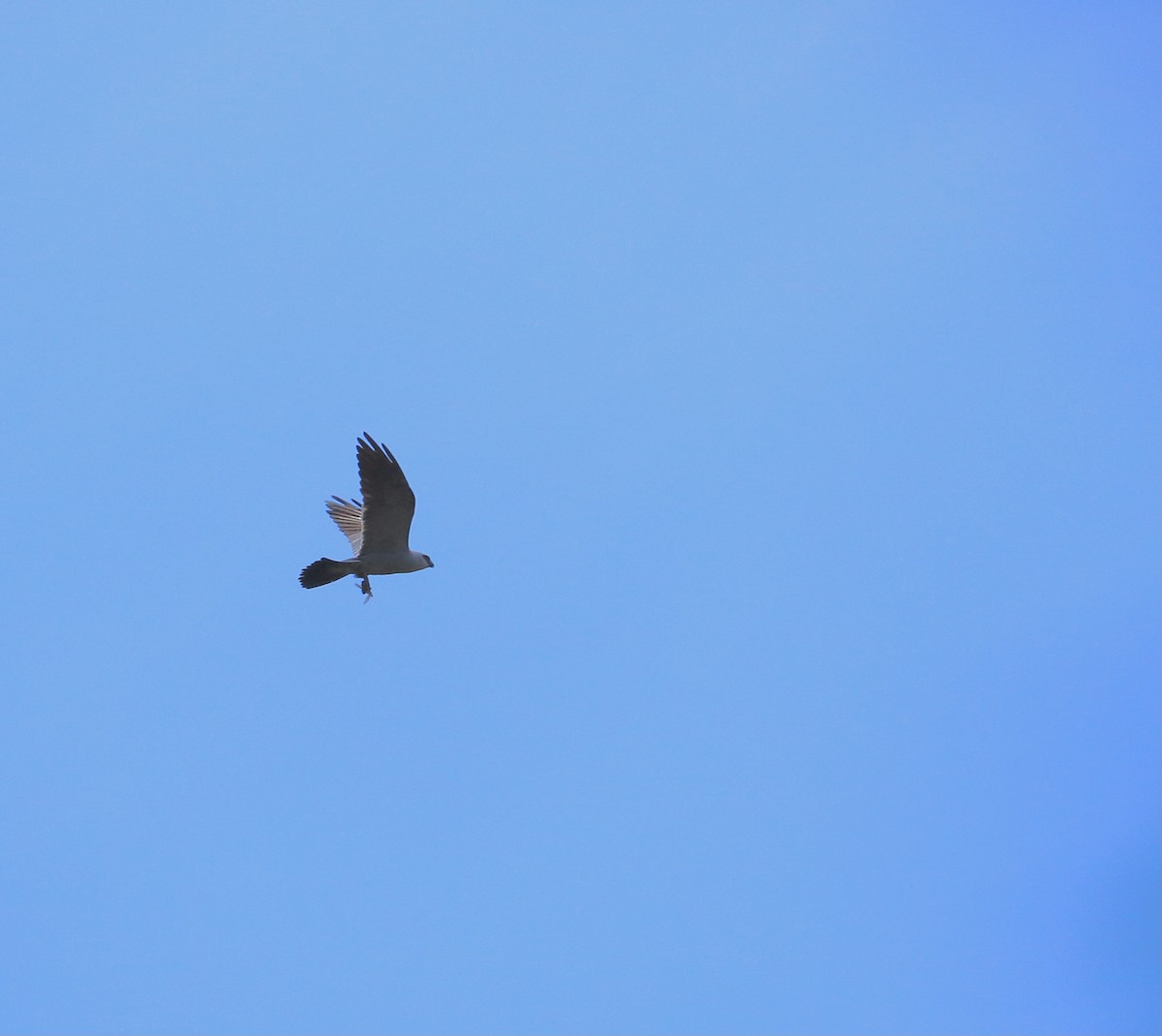 Mississippi Kite - ML461100121