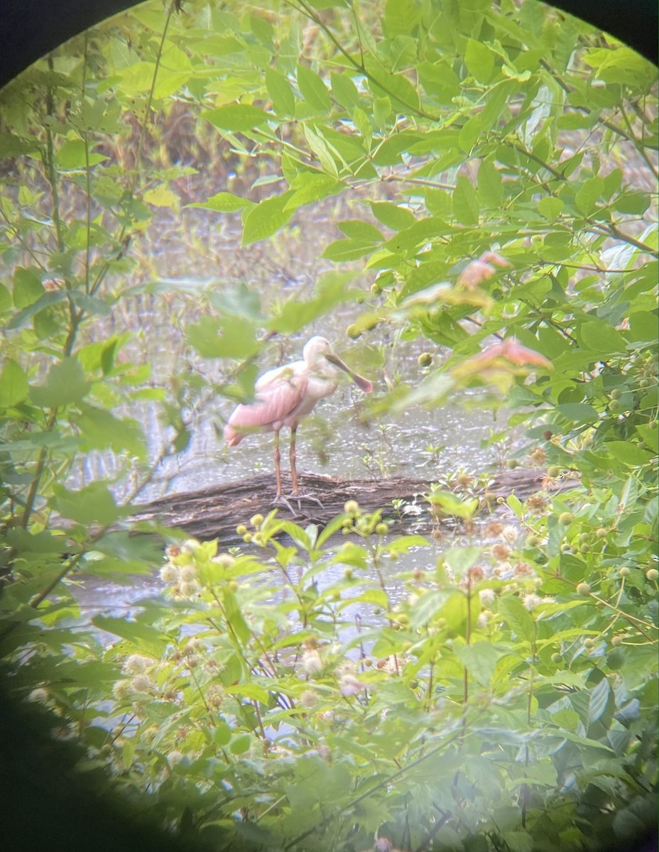 Roseate Spoonbill - ML461100631