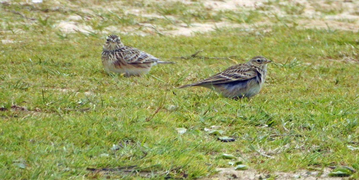 Eurasian Skylark - ML46110171