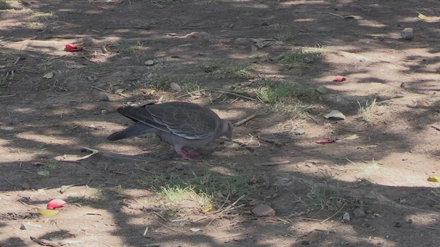 Picazuro Pigeon - ML461101991