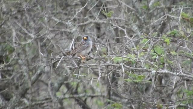 Band-tailed Sierra Finch - ML461102551