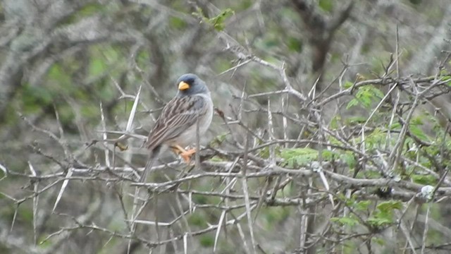 Band-tailed Sierra Finch - ML461102661