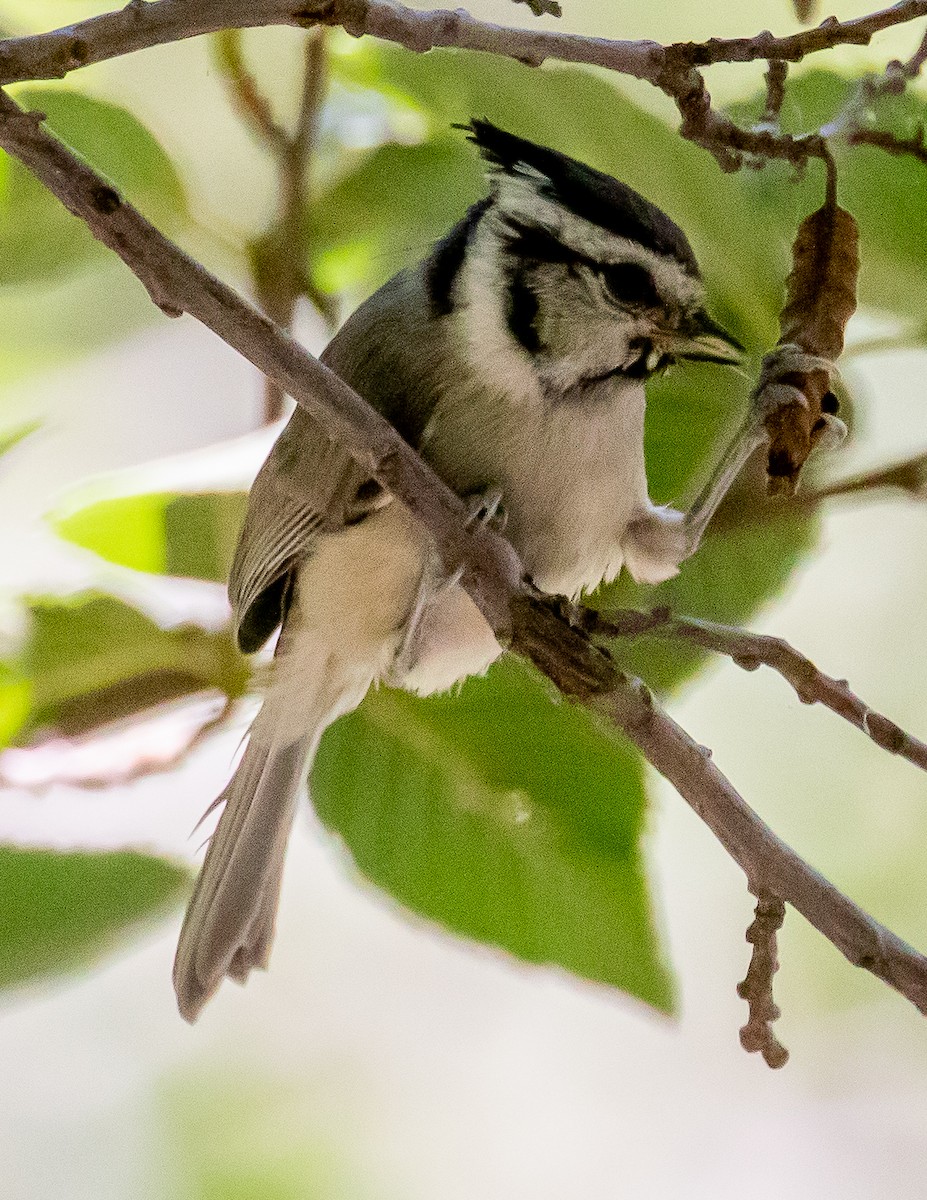 Bridled Titmouse - ML461104511