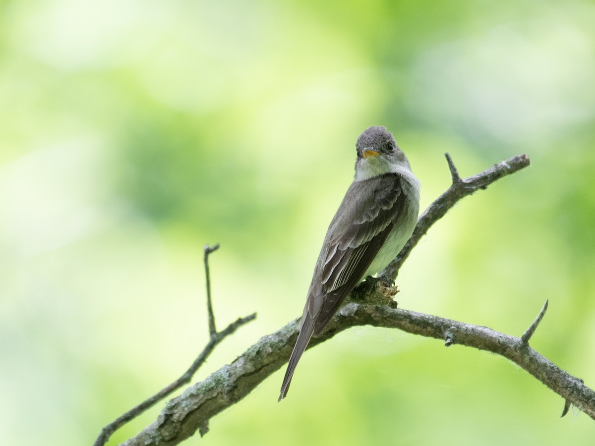 Eastern Wood-Pewee - T I