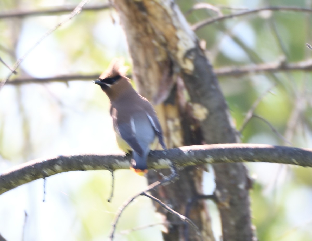 Cedar Waxwing - ML461106361