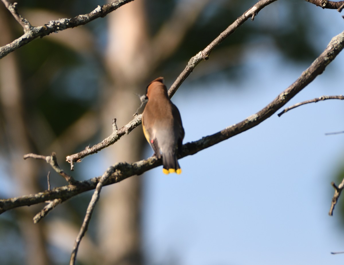 Cedar Waxwing - ML461106441