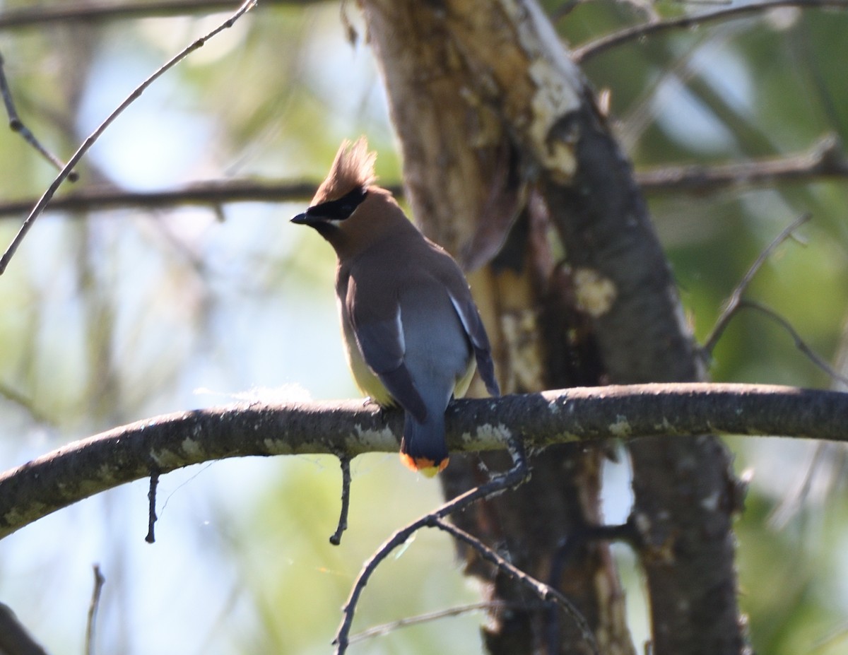 Cedar Waxwing - ML461106481