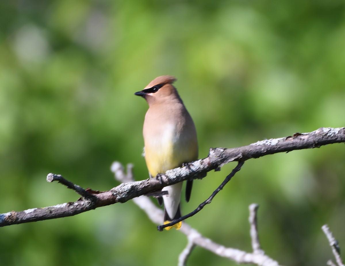 Cedar Waxwing - ML461106681