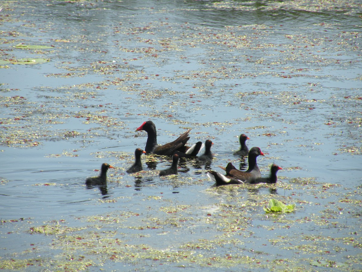 Gallinule d'Amérique - ML461109101