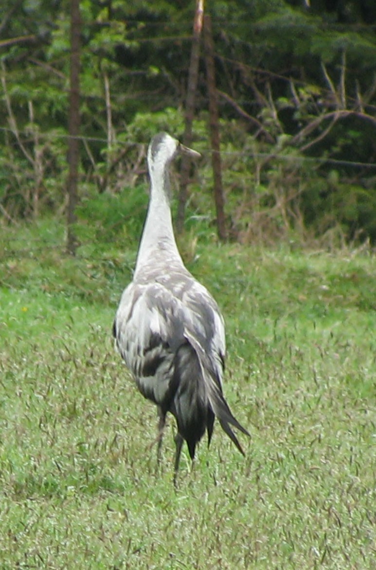 Common Crane - ML461109951