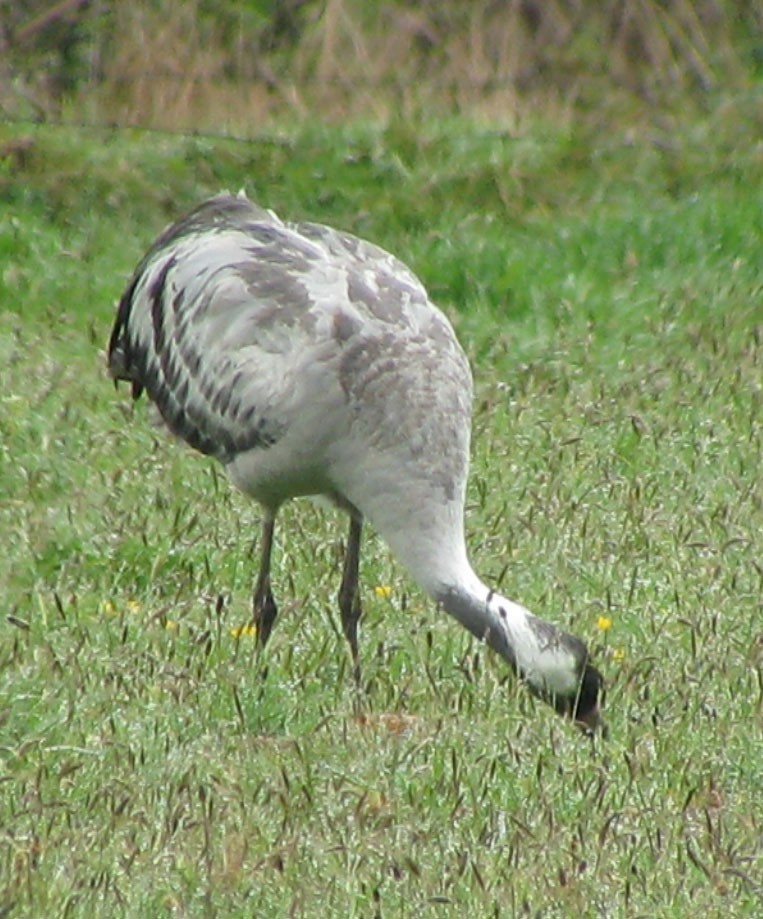 Common Crane - ML461109991