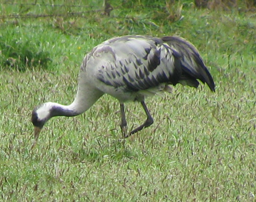 Common Crane - Diane Pettey