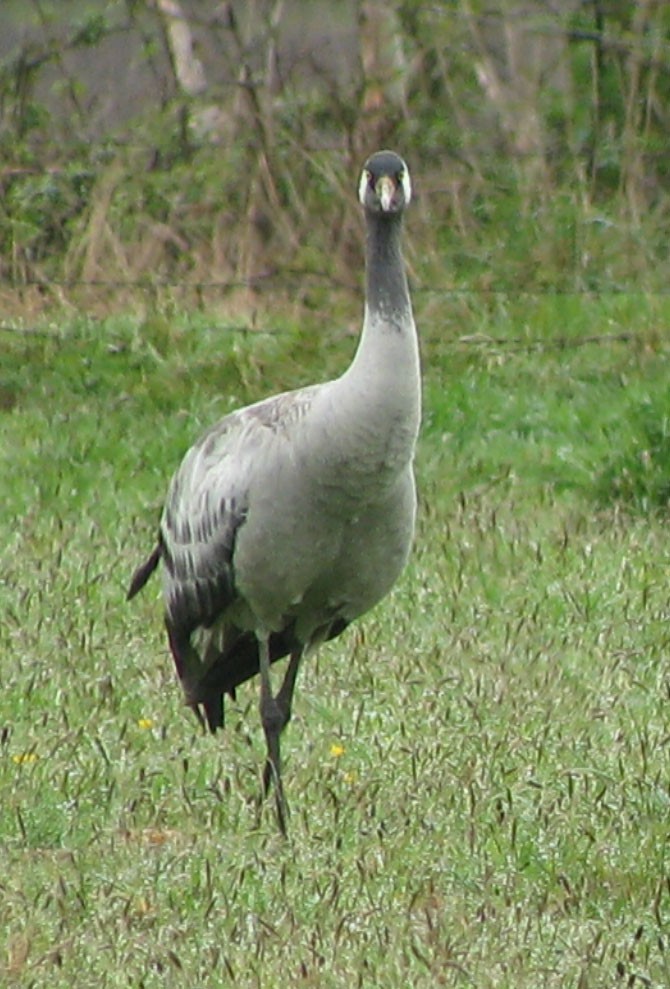 Common Crane - ML461110261