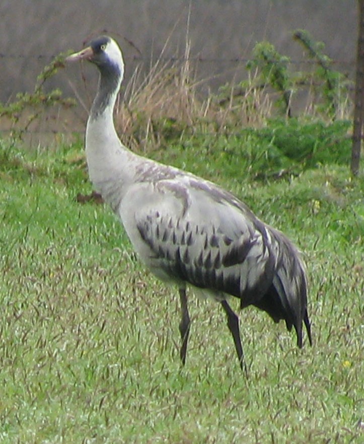 Common Crane - ML461110311