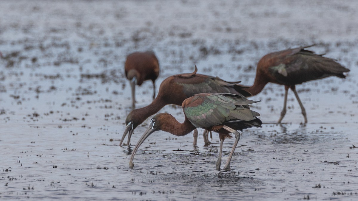 Glossy Ibis - Gary Leavens