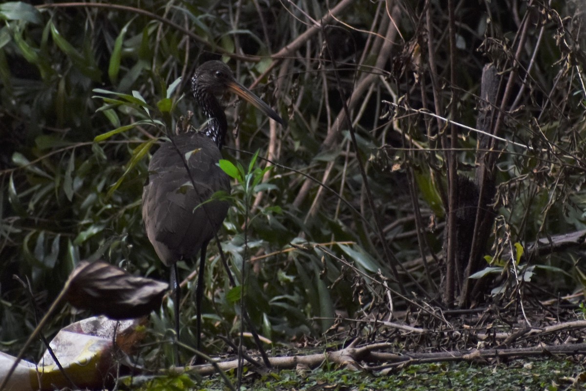 Limpkin - ML461110911