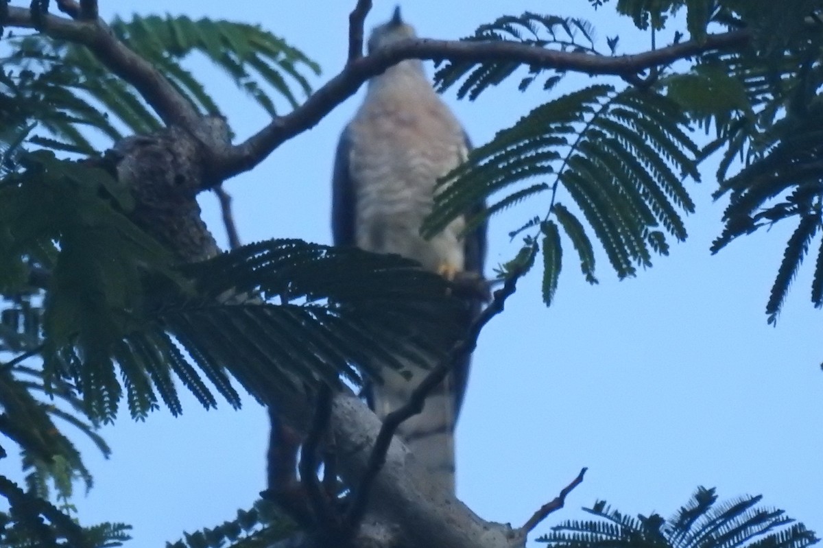 Common Hawk-Cuckoo - Manoj Karingamadathil
