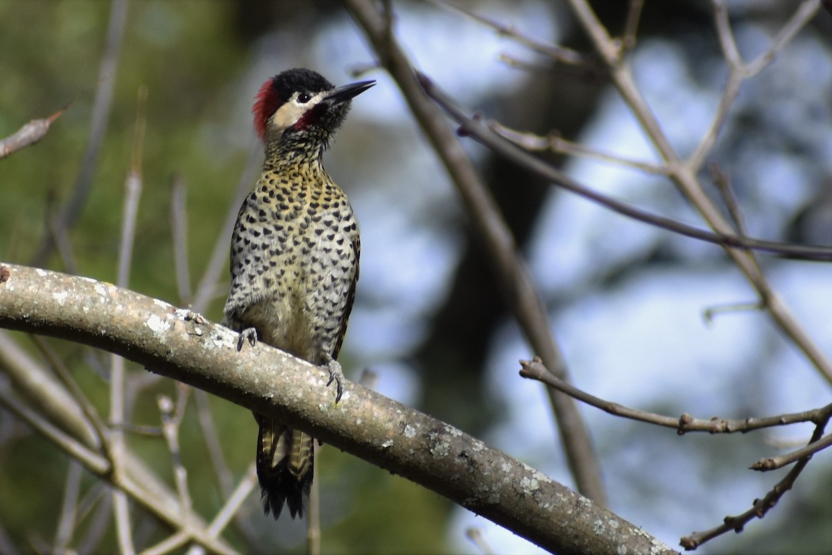 Green-barred Woodpecker - ML461111071