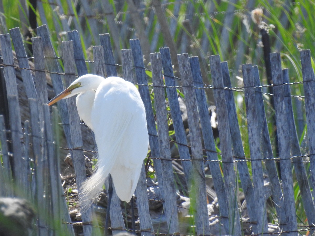 Great Egret - Sean HH