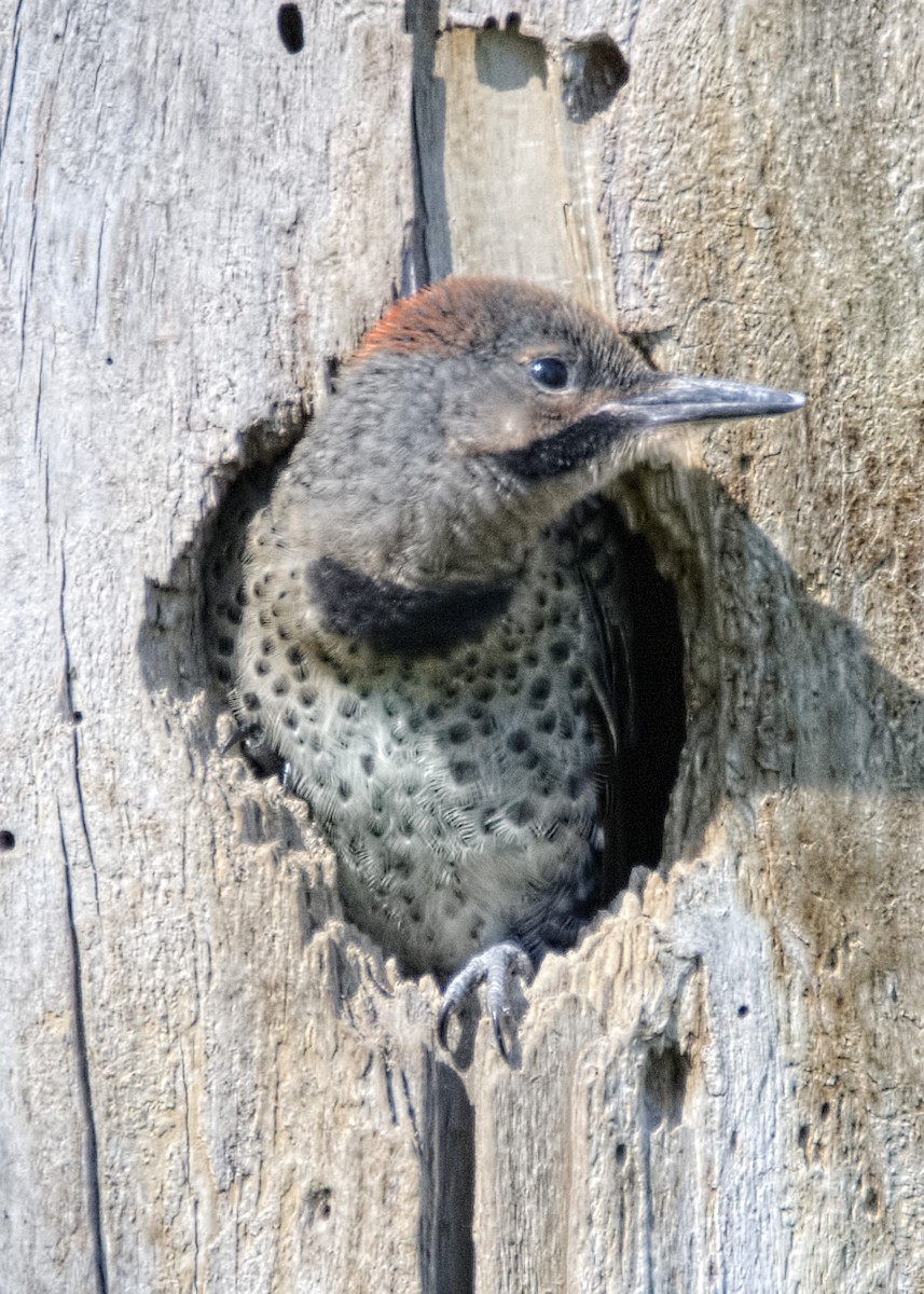 Northern Flicker - ML461112001