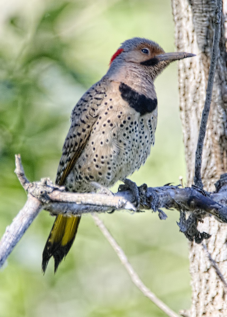 Northern Flicker - ML461112031