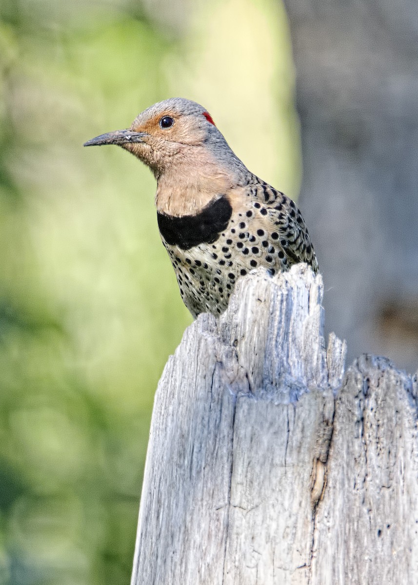 Northern Flicker - ML461112041