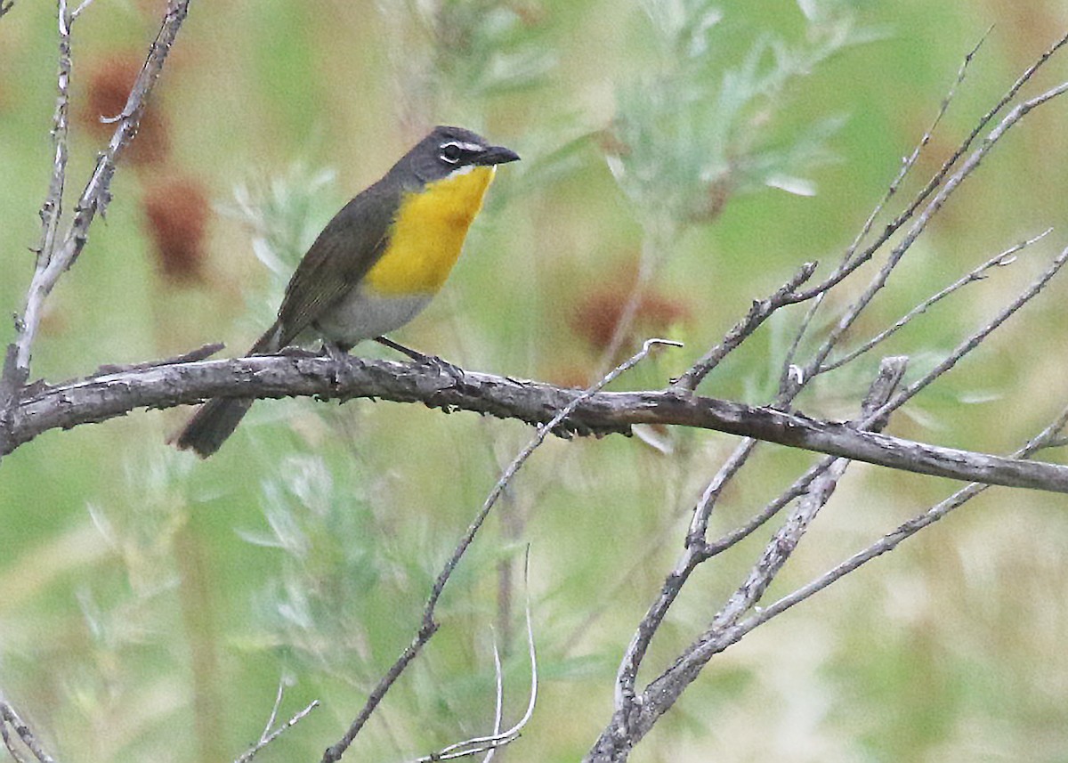 Yellow-breasted Chat - ML461114381