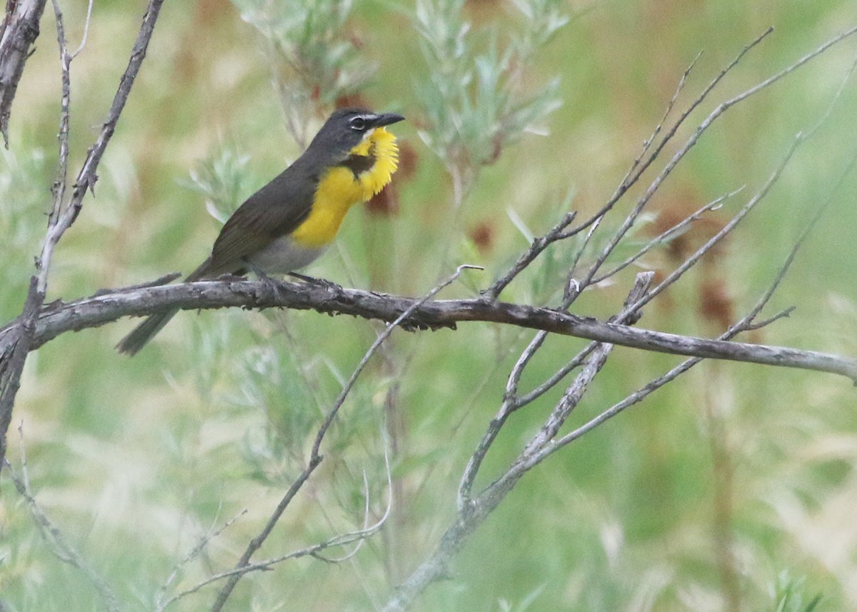 Yellow-breasted Chat - ML461114431