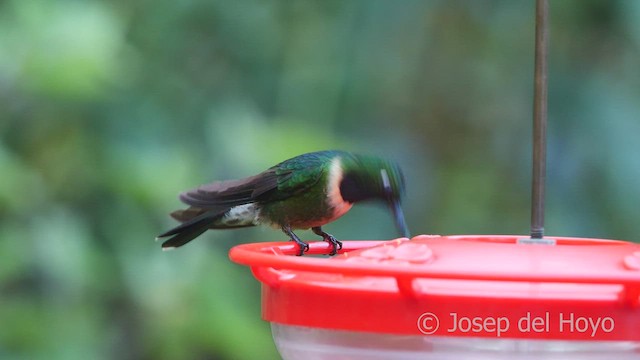 Colibrí Gorjiamatista (grupo amethysticollis) - ML461114801