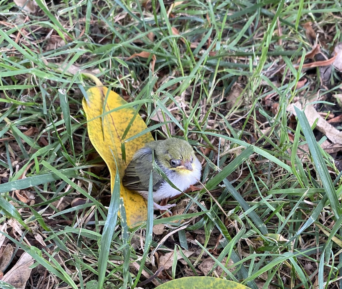 Swinhoe's White-eye - ML461116411
