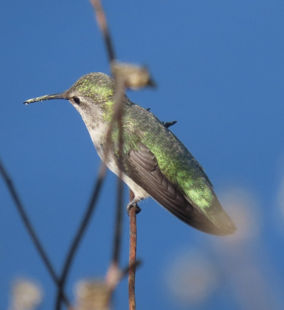Anna's Hummingbird - ML461116761