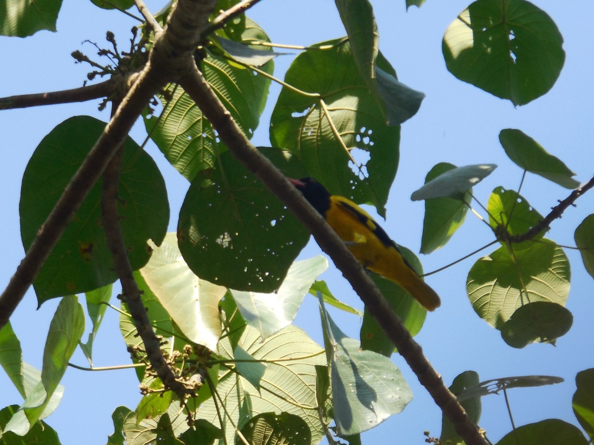 Black-hooded Oriole - ML46111701