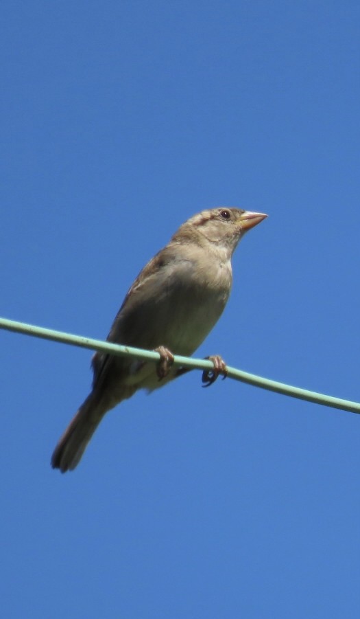 House Sparrow - ML461117591