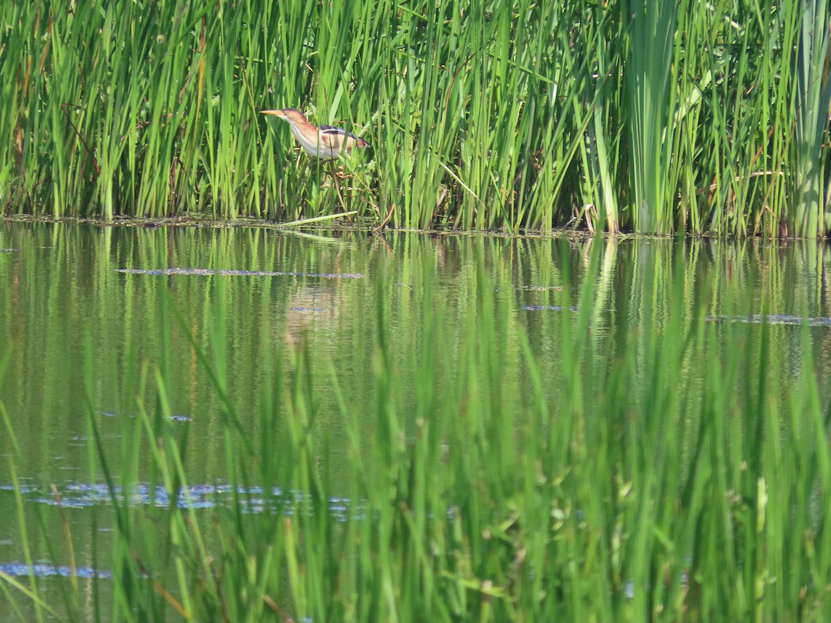 Least Bittern - Sam Buttrick